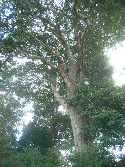 3番目に茂る保存樹木