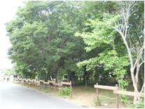 若松みんなの森1