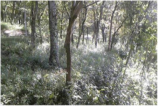 仁戸名特別緑地保全地区