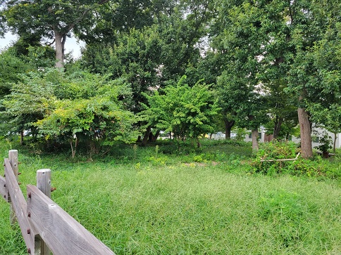 川戸の森景観