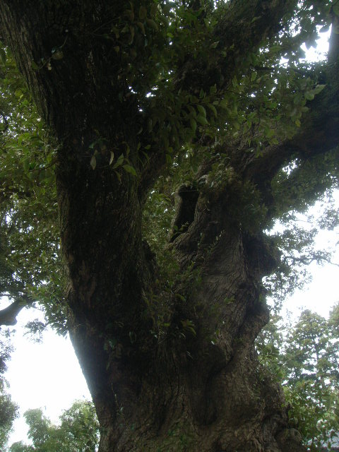 1番太い保存樹木！