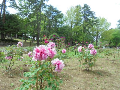 4月ボタン千葉公園