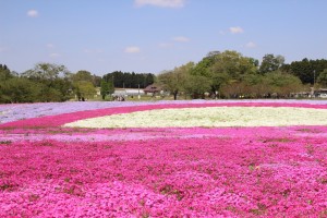 4月シバザクラ富田