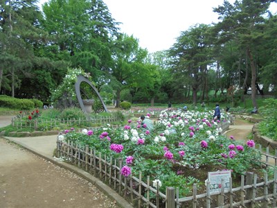 5月シャクヤク千葉公園