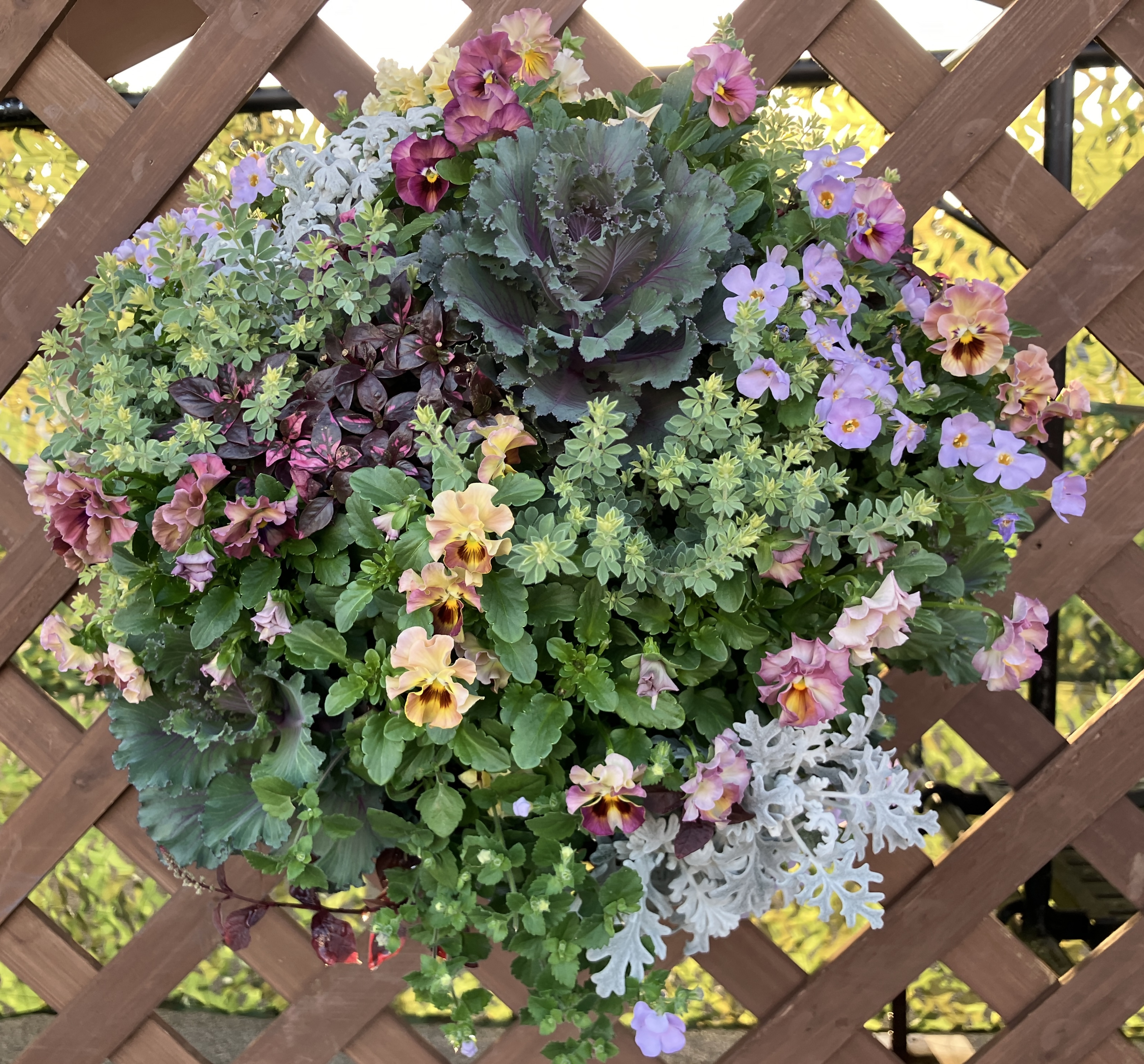 ハンギング千葉県支部賞2024