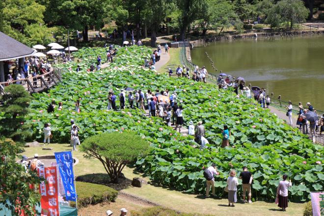 大賀ハスまつり3