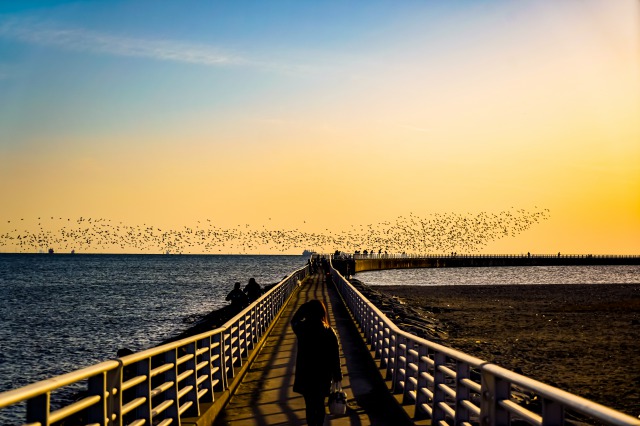 海鳥群寝床へ羽ばたく