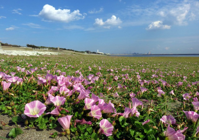 ハマヒルガオの咲く浜辺