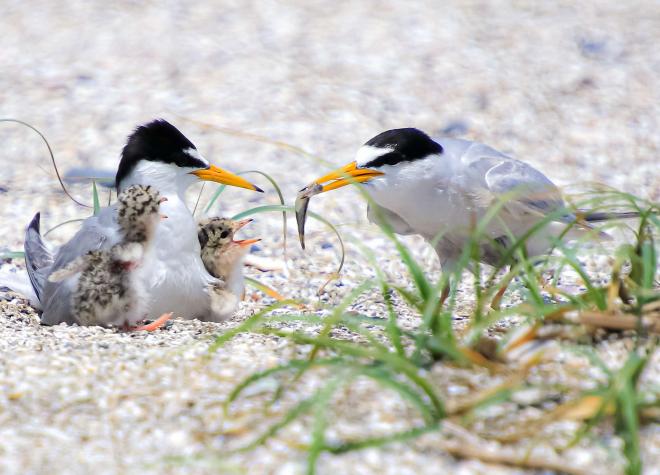 コアジサシファミリー