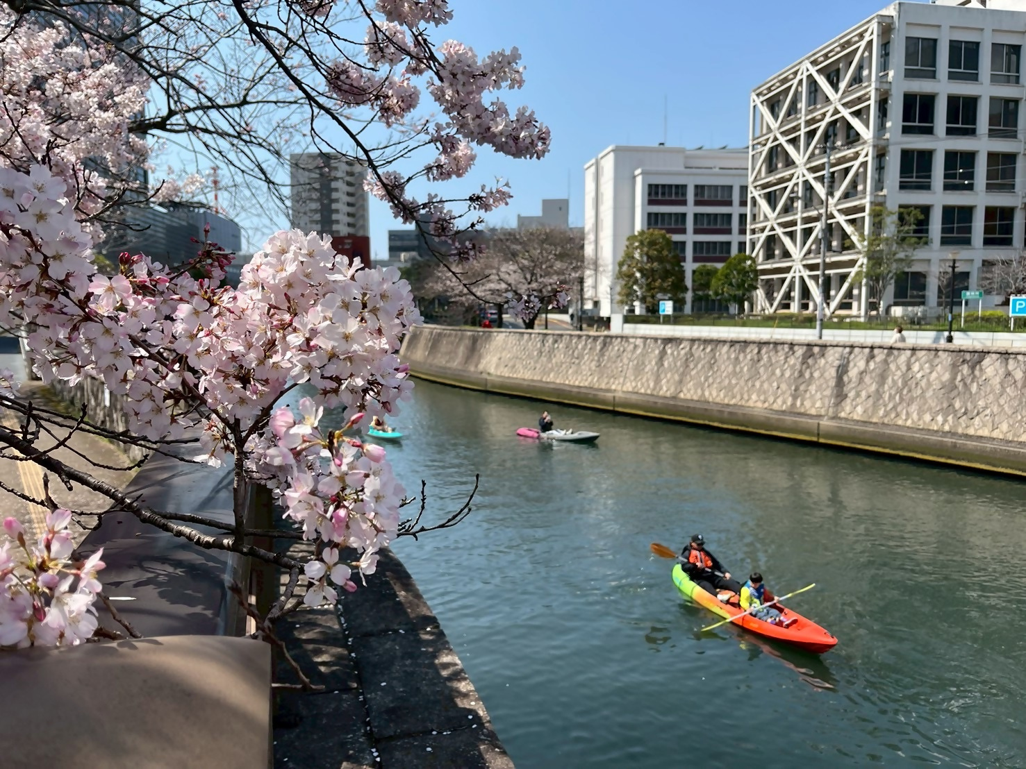 桜カヤック