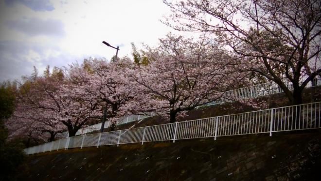 六方調整池　桜