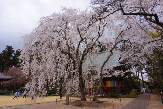 栄福寺　桜