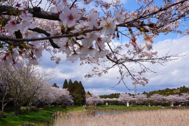 大池地区　桜