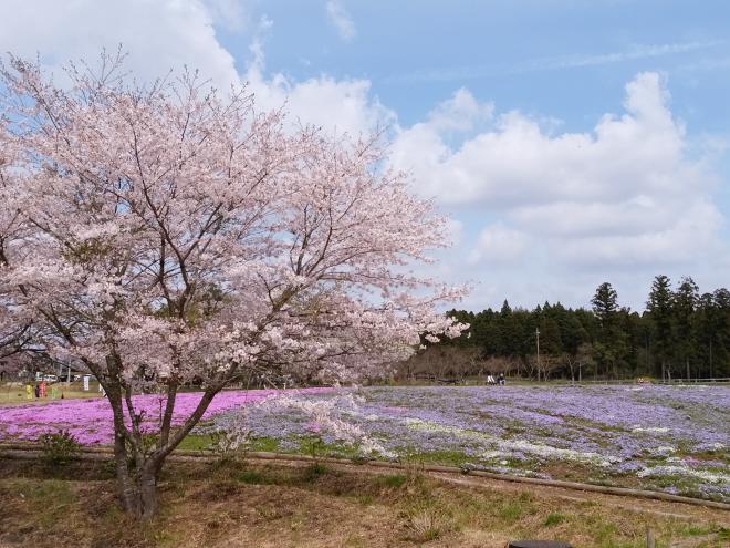 富田さとにわ　桜