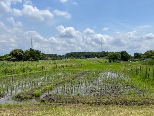 田んぼ2