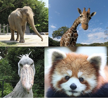 動物公園動物４種