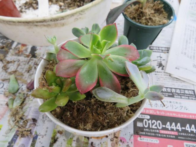 花づくり教室300101