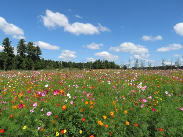 富田コスモス001