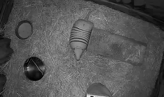 アルマジロ夜間