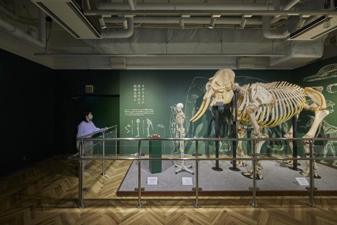 ログルーム（骨格標本）