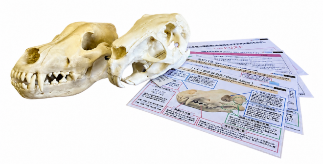 bone
