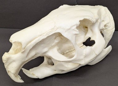 カピバラ頭骨