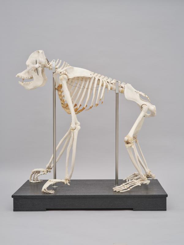 オランウータン標本