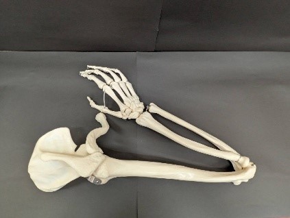 ヒト前肢標本