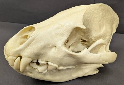 【希少・美品】ネコザメ 顎骨標本（実物・天然） 海洋工房 - サメの顎（顎骨標本）｜Yahoo!ショッピング