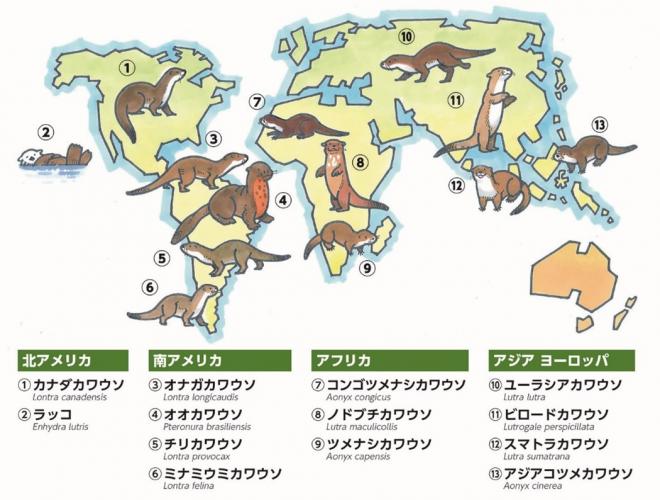 kawauso seisoku