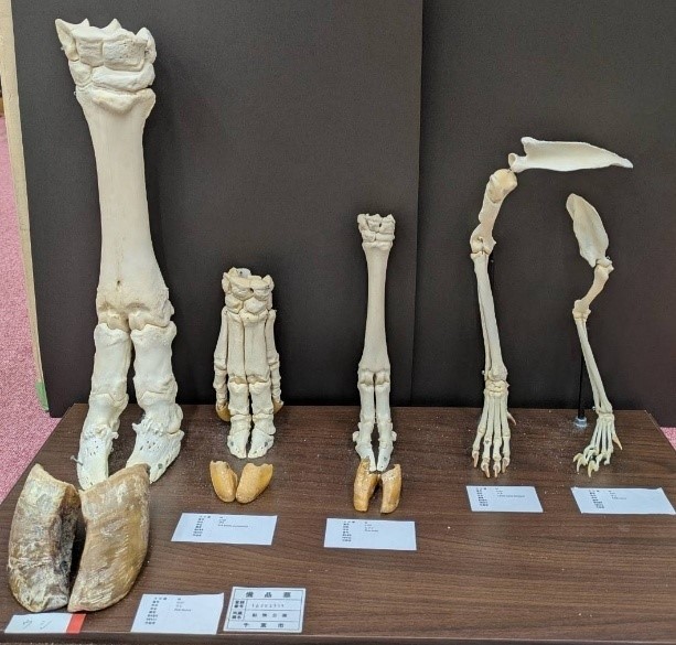 前肢骨格標本
