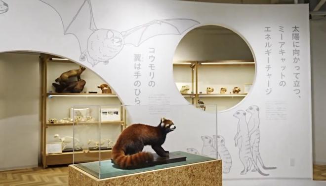 ログルーム（剥製）