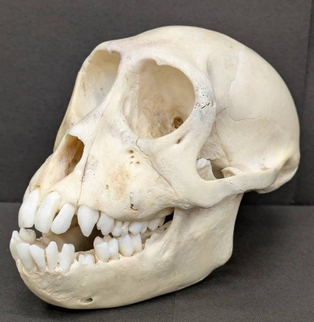 ニホンザル頭骨