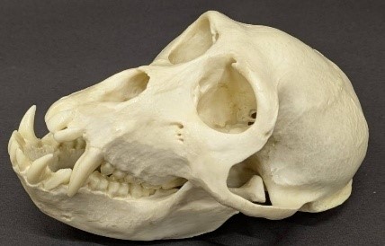 ラブカ（Chlamydoselachus anguineus）の顎骨標本 tokyorabukajaw.jpg