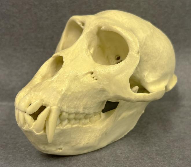 アカゲザル頭骨