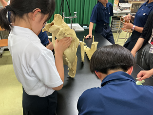 骨格標本使用例2