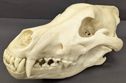 千葉市：千葉市動物公園 骨格標本の貸出し