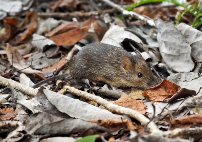 アマミトゲネズミ