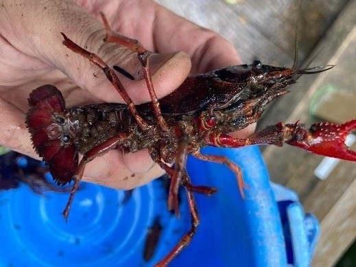 アメリカザリガニ