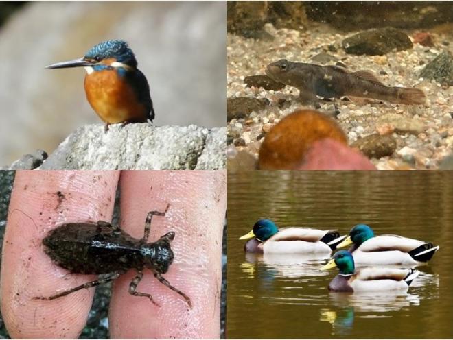 大池で見られる生き物