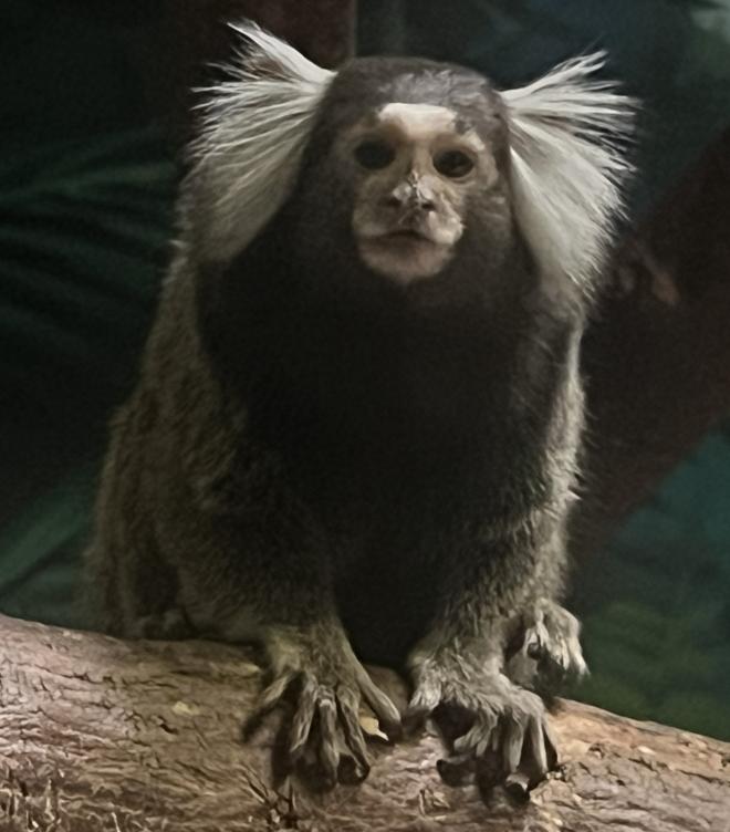 0222コモンマーモセット