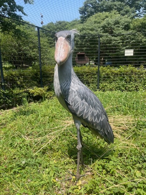 ハシビロコウガイド