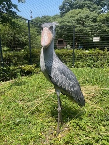 ハシビロコウのガイド２