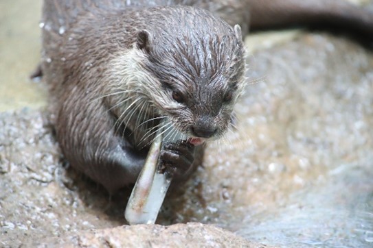 氷カワウソ
