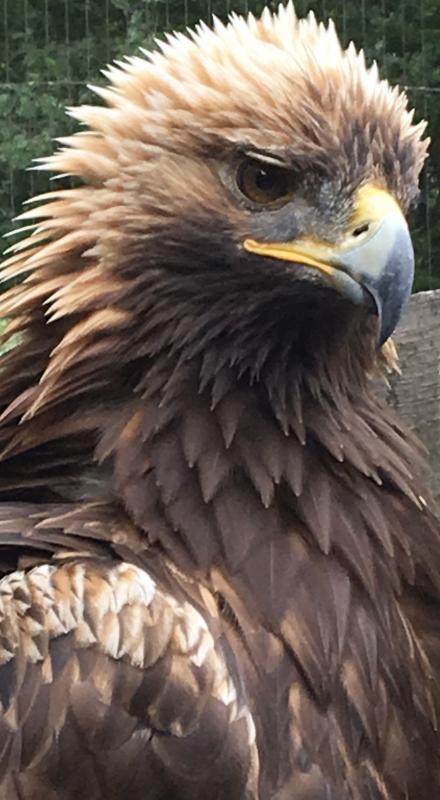 260315獣医師によるガイド