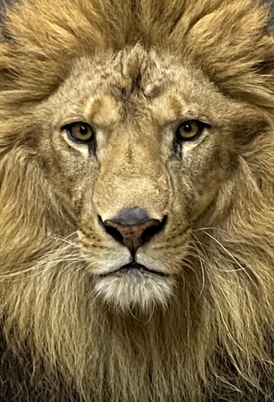 獣医師によるガイドアレン