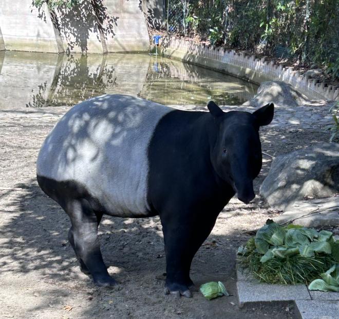 バク（カナエ）