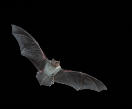 bat2