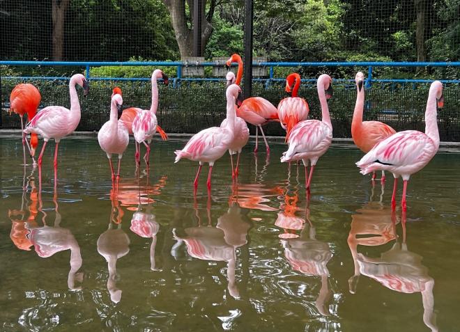 40周年記念ガイドフラミンゴ