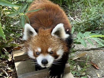 風太（2025年8月）